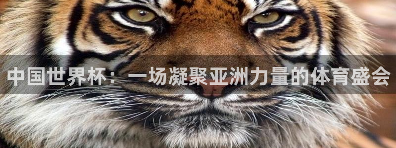 世界杯欧洲区世预赛赛程：中国世界杯：一场凝聚亚洲力量的体育盛会